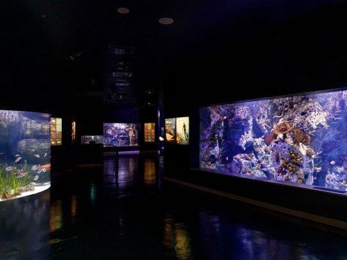 ATLANTIS AQUARIUM MADRID